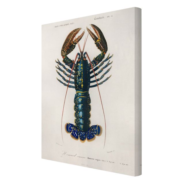 Obraz z niebieskim Tablica edukacyjna w stylu vintage Niebieski homar