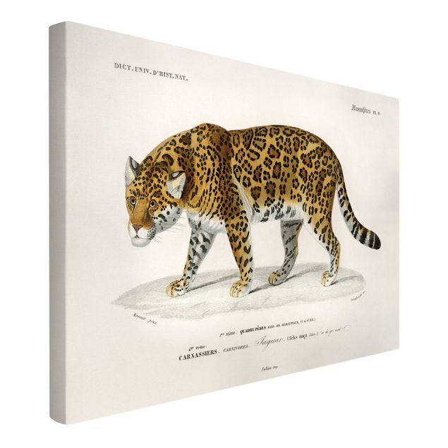 Obrazy zwierzęta Tablica edukacyjna w stylu vintage Jaguar