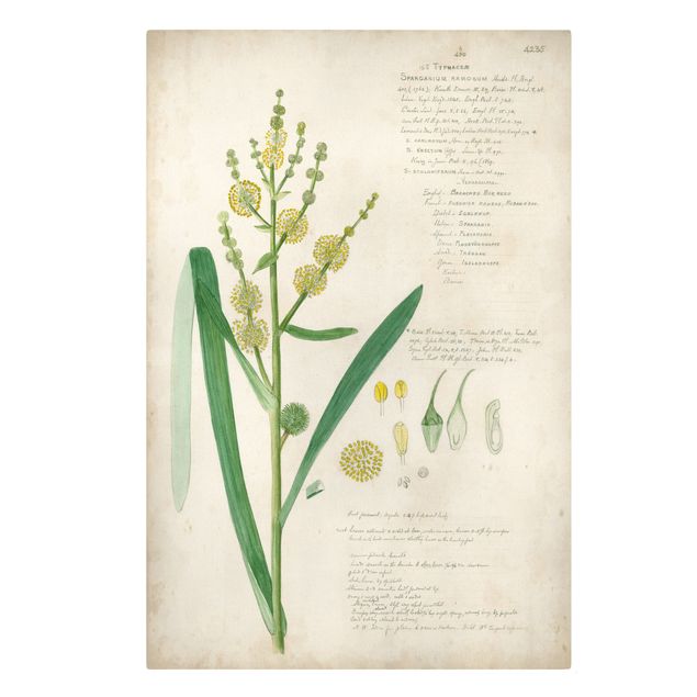 Zielony obraz Rysunki botaniczne w stylu vintage Trawy IV