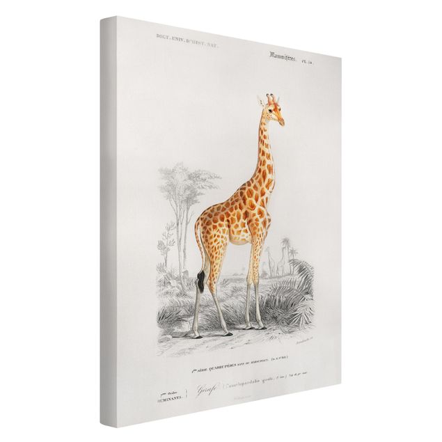 Żyrafa obraz Tablica edukacyjna w stylu vintage Tablica dydaktyczna w stylu vintage Żyrafa