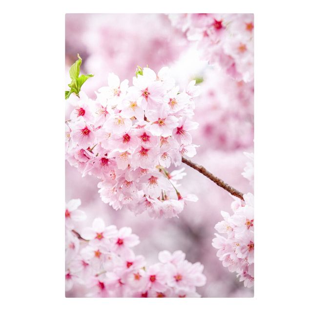 Obrazy nowoczesny Japońskie kwiaty wiśni