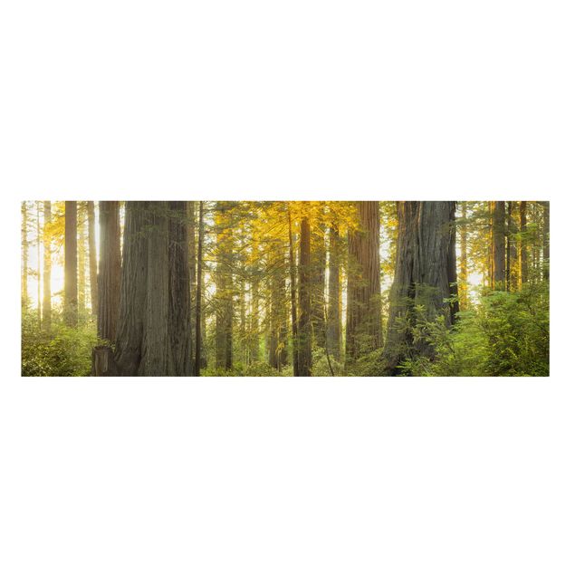 Obrazy krajobraz Park Narodowy Redwood