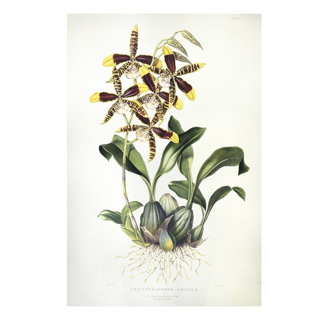 Obrazy vintage Maxim Gauci - Orchid II