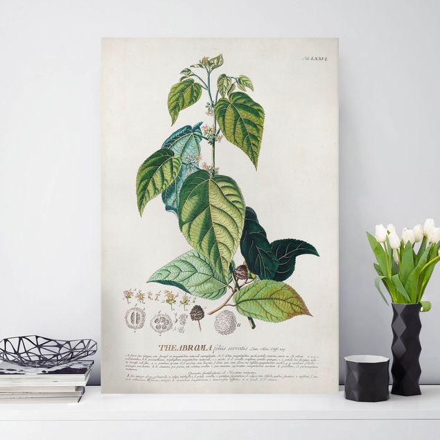 Dekoracja do kuchni Vintage Botanika Ilustracja Kakao