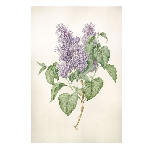 Obrazy kwiatowe Maria Geertruyd Barbiers-Snabilie - liliowy