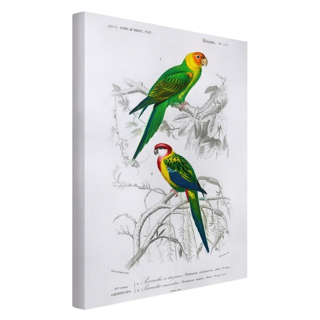 Obrazy vintage Tablica edukacyjna w stylu vintage Dwie papugi Zielona Czerwona