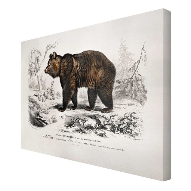 Obrazy retro Tablica edukacyjna w stylu vintage Niedźwiedź brunatny
