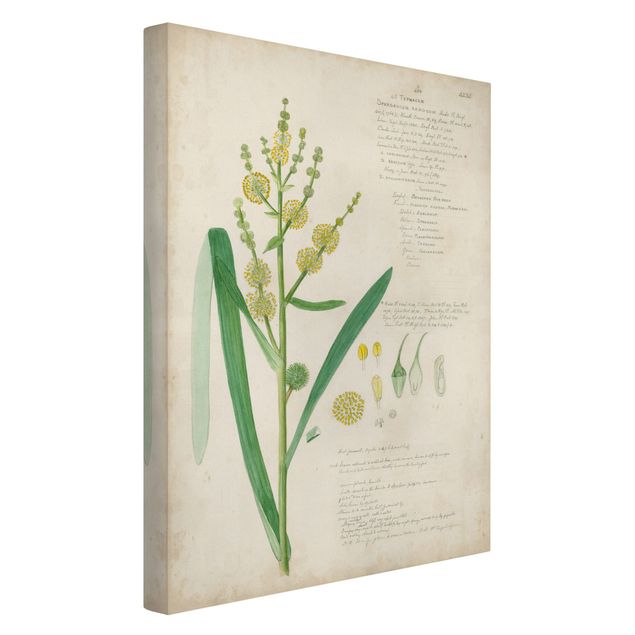 Obrazy retro Rysunki botaniczne w stylu vintage Trawy IV