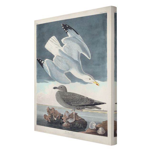 Obrazy ptaki na płótnie Tablica edukacyjna w stylu vintage Mewa śledziowa