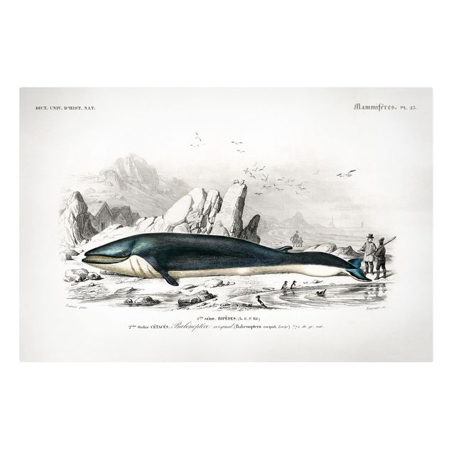 Obrazy retro Tablica edukacyjna w stylu vintage Błękitny wieloryb