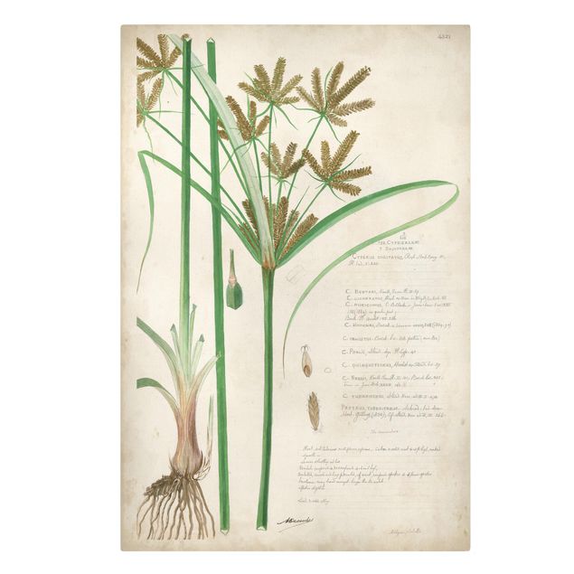Zielony obraz Rysunki botaniczne w stylu vintage Trawy I