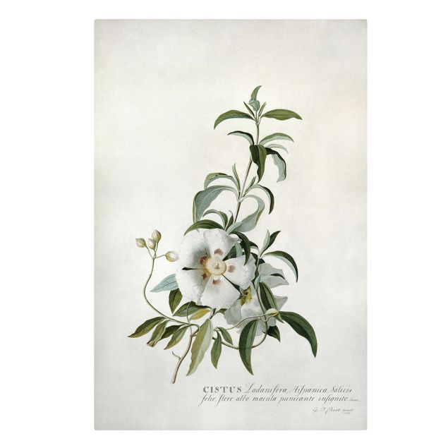 Obrazy motywy kwiatowe Georg Dionysius Ehret - Cistus Rose