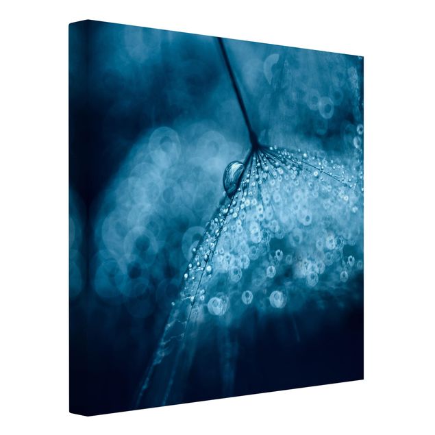 Obrazy na płótnie dmuchawce Błękitny mniszek lekarski w deszczu