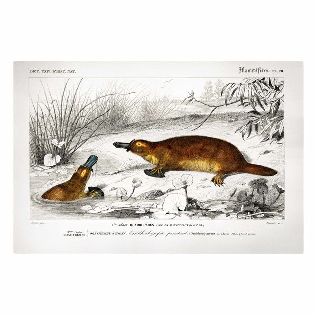 Zwierzęta obrazy Tablica edukacyjna w stylu vintage Platypus