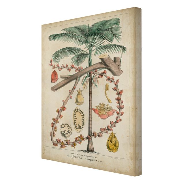 Zielony obraz Tablica edukacyjna w stylu vintage Palmy egzotyczne II