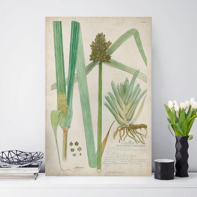 Dekoracja do kuchni Rysunki botaniczne w stylu vintage Trawy III
