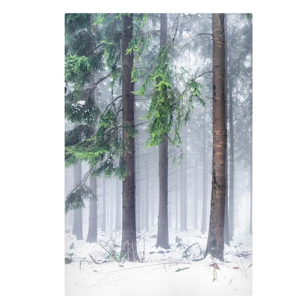 Obrazy krajobraz Drzewa iglaste zimą