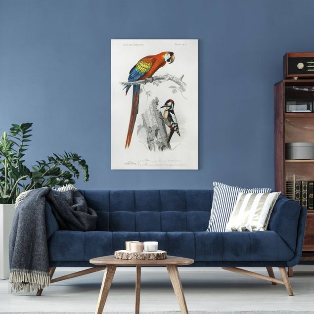 Obrazy zwierzęta Tablica edukacyjna w stylu vintage Papuga Czerwony Niebieski