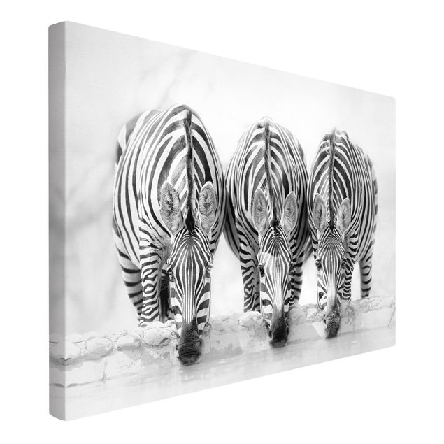 Zwierzęta obrazy Zebra Trio czarno-biała