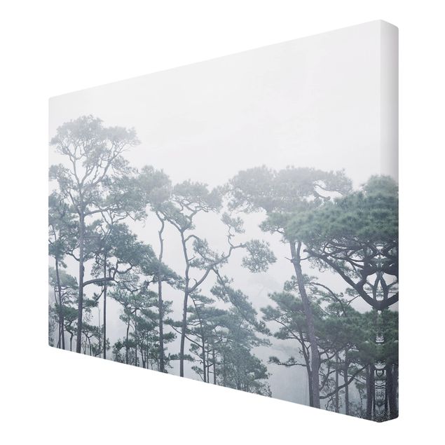 Szary obraz Wierzchołki drzew we mgle