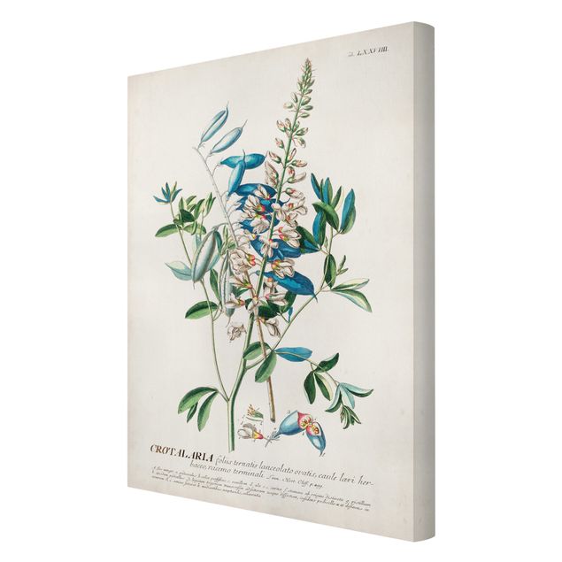 Obrazy z motywem kwiatowym Vintage Botanika Ilustracja Rośliny strączkowe
