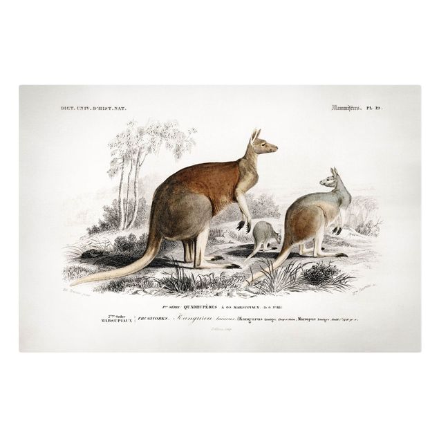 Obrazy zwierzęta Tablica edukacyjna w stylu vintage Kangur