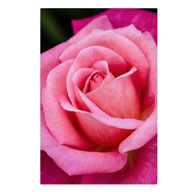 Zielony obraz Kwiat różowej róży na tle zieleni