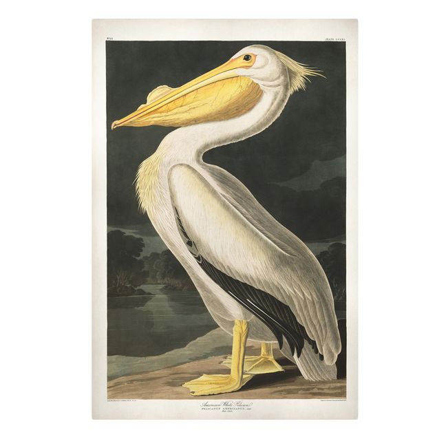 Retro obrazy Tablica edukacyjna w stylu vintage Pelikan biały