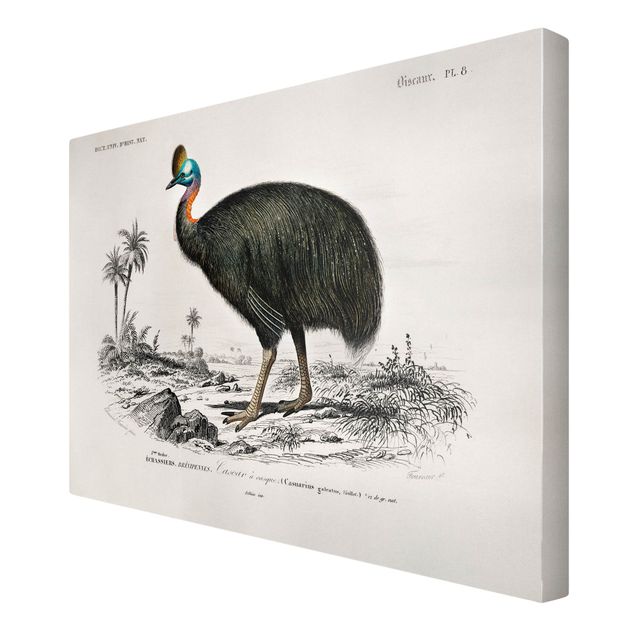 Obrazy retro Tablica edukacyjna w stylu vintage Emu