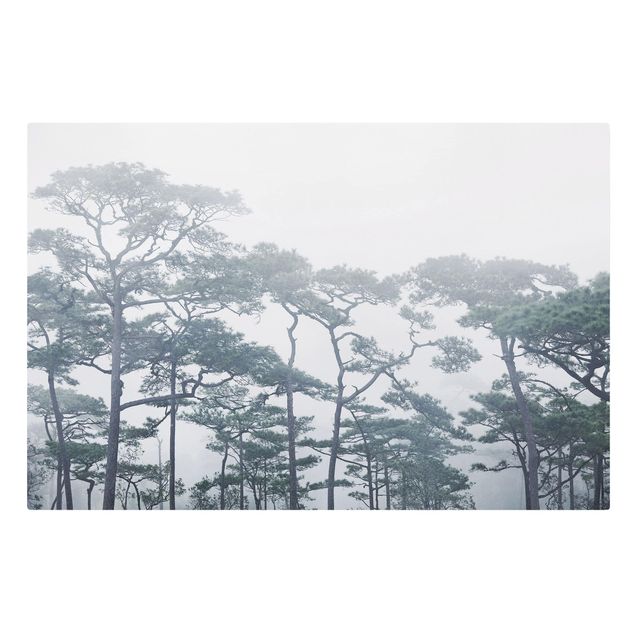 Obrazy krajobraz Wierzchołki drzew we mgle