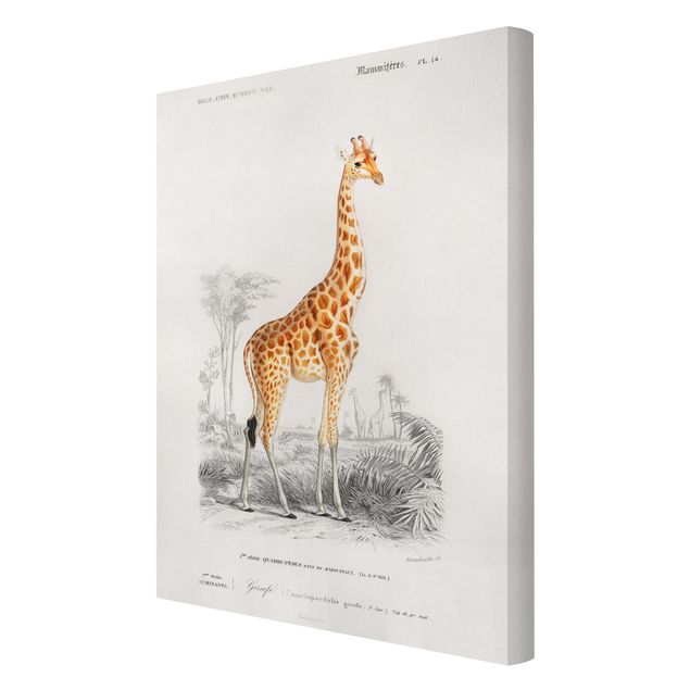 Obrazy retro Tablica edukacyjna w stylu vintage Tablica dydaktyczna w stylu vintage Żyrafa