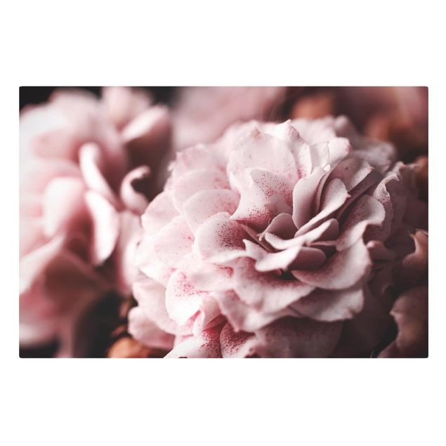 Obraz shabby chic Pastelowa róża Shabby Pink