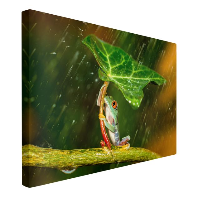 Obrazy zwierzęta Żaba w deszczu