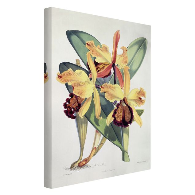 Obrazy do salonu nowoczesne Walter Hood Fitch - Orchidea