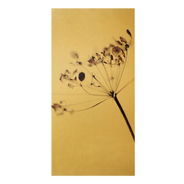 Obrazy na ścianę Makro ujęcie suszonego kwiatu w cieniu