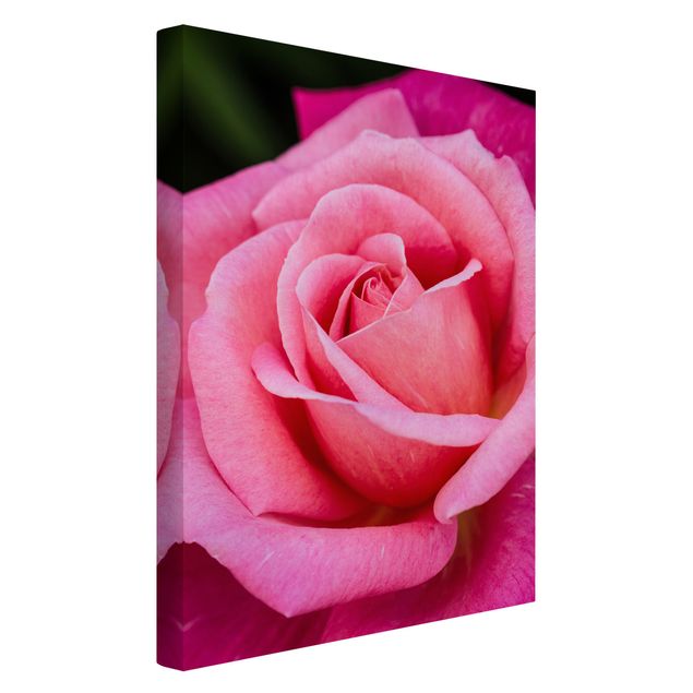 Obrazy nowoczesne Kwiat różowej róży na tle zieleni