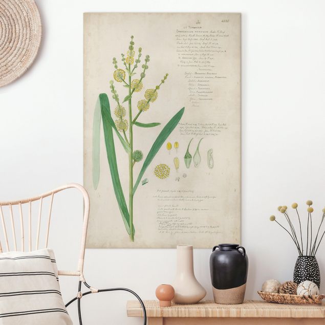 Dekoracja do kuchni Rysunki botaniczne w stylu vintage Trawy IV