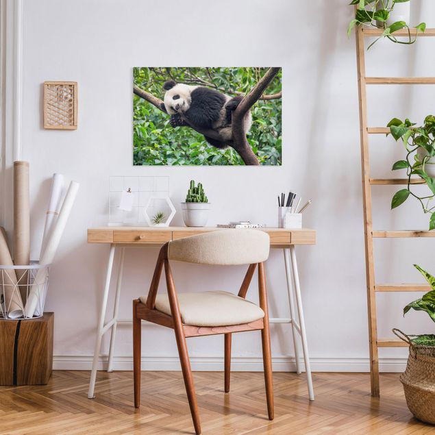 Obrazy do salonu nowoczesne Śpiąca panda na gałęzi