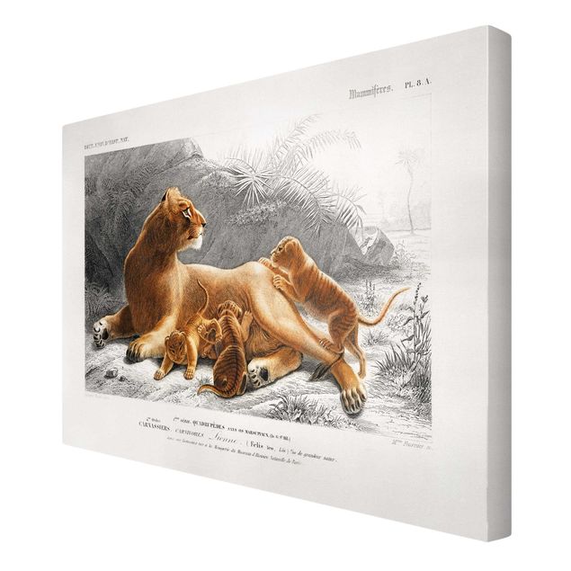 Obraz vintage Tablica edukacyjna w stylu vintage Lwica z młodymi lwiątkami