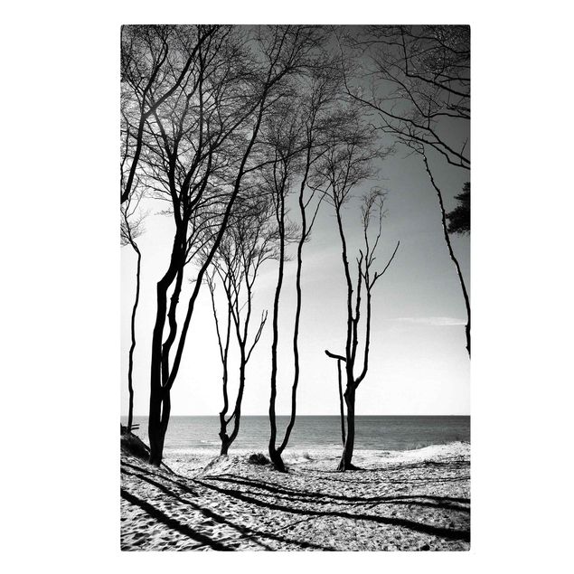 Obrazy drzewa Drzewa nad Morzem Bałtyckim