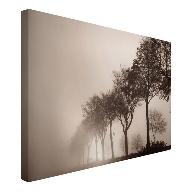 Obraz drzewo Aleja drzew w porannej mgle