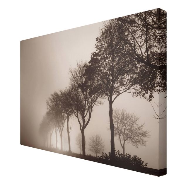 Obrazy na płótnie zachód słońca Aleja drzew w porannej mgle