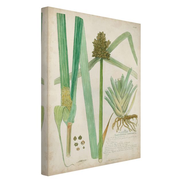 Obrazy retro Rysunki botaniczne w stylu vintage Trawy III