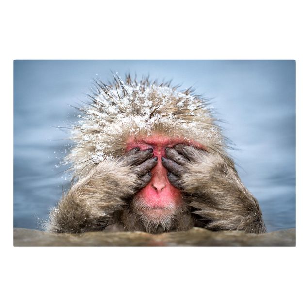 Zwierzęta obrazy Japońska małpa śnieżna