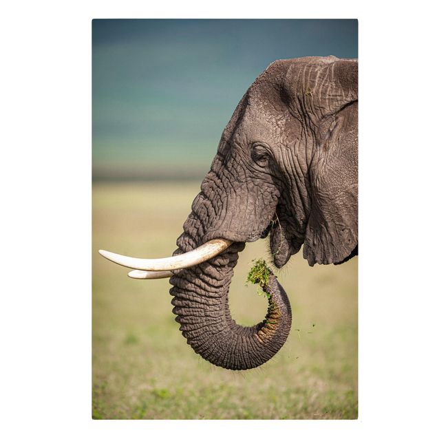Słoń obraz Karmienie słoni w Afryce