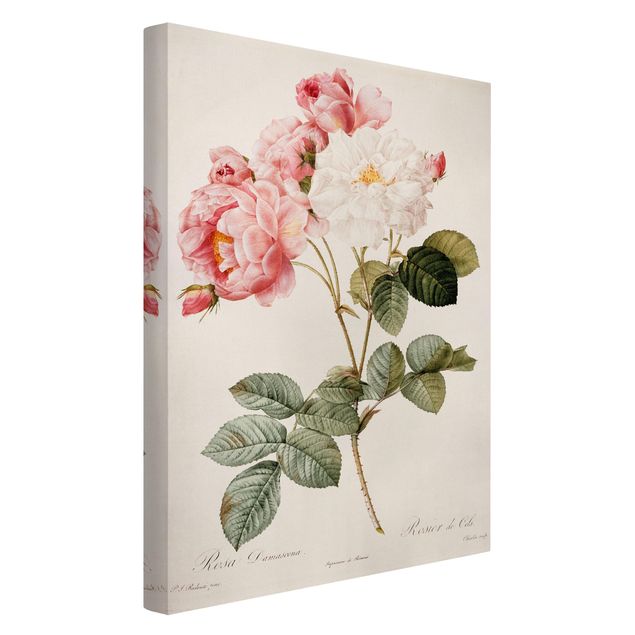 Obrazy nowoczesny Pierre Joseph Redouté - Róża damasceńska