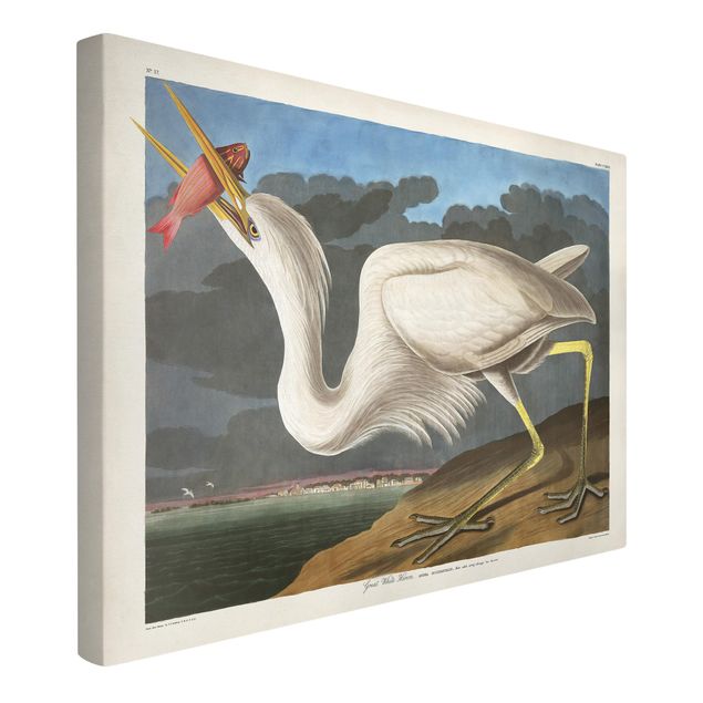 Ryby obrazy Tablica edukacyjna w stylu vintage Duża Czapla biała