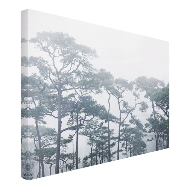 Obraz drzewo Wierzchołki drzew we mgle