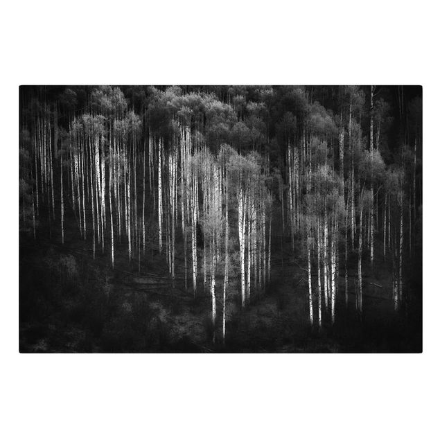 Obrazy krajobraz Las brzozowy w Aspen