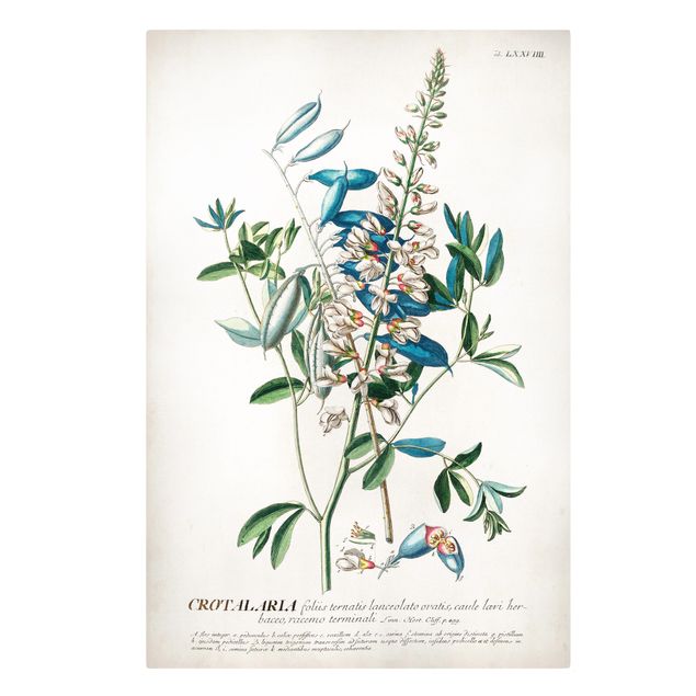 Obraz z niebieskim Vintage Botanika Ilustracja Rośliny strączkowe